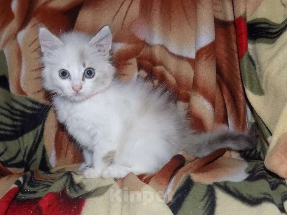 Кошки в Москве: Сладкие девочки рэгдолл Девочка, 30 000 руб. - фото 5