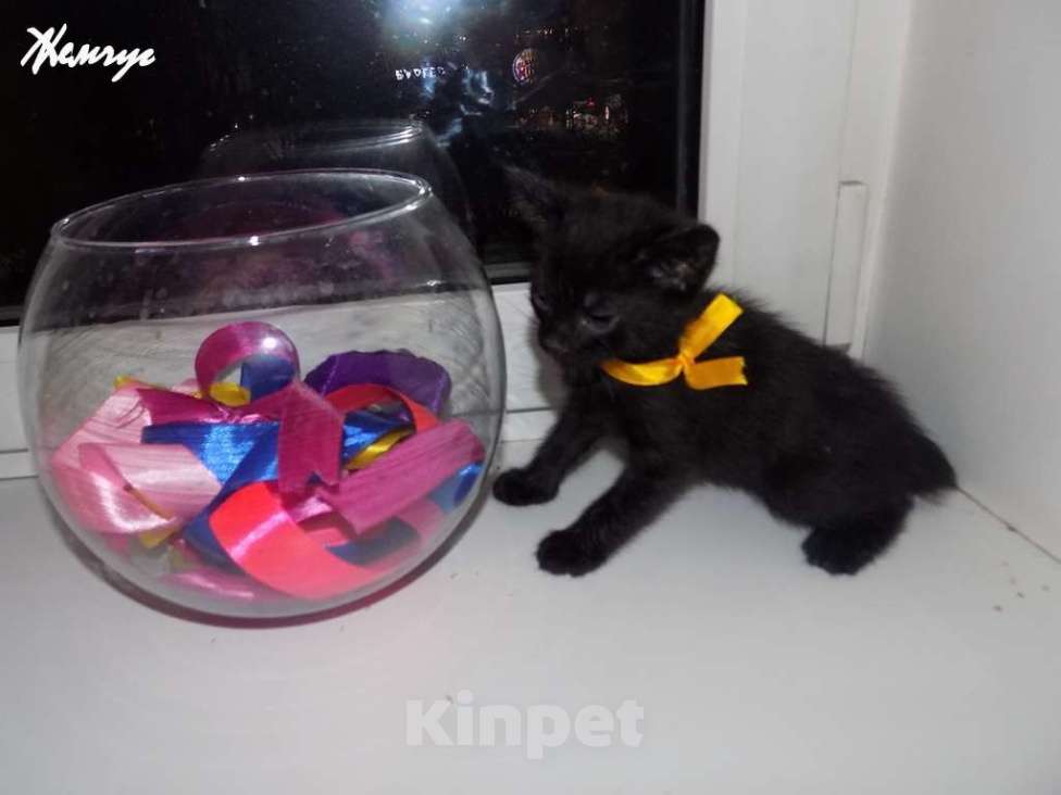 Кошки в Москве: Бомбейский мальчик Мальчик, 15 000 руб. - фото 2