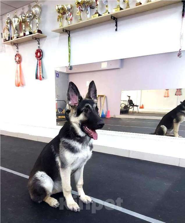 Собаки в Кемерово: Щенок ВЕО с хорошей  родословной Девочка, 30 000 руб. - фото 4