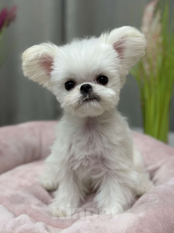 Собаки в Москве: Молли.  Эксклюзивное Микро Девочка, 150 000 руб. - фото 2