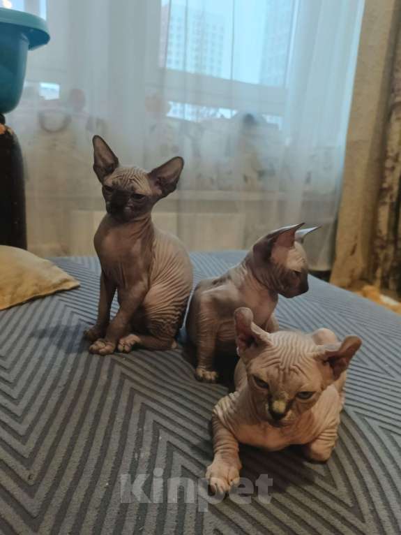 Кошки в Москве: Эльф девочка Девочка, 50 000 руб. - фото 2