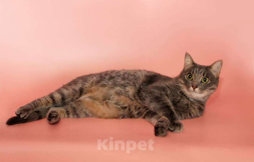 Кошки в Москве: Шанти - идеальная кошка для хороших людей Девочка, Бесплатно - фото 2