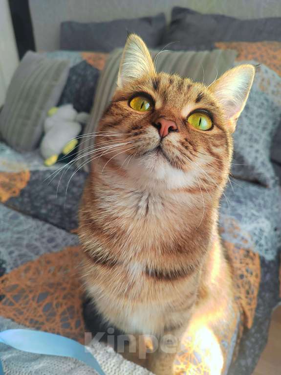 Кошки в Заволжске: Кошечка ищет любящую семью  Девочка, Бесплатно - фото 2