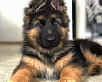 Собаки в Москве: Немецкая овчарка Мальчик, 75 000 руб. - фото 1