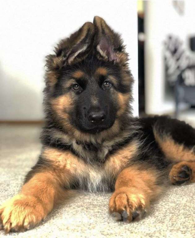 Собаки в Москве: Немецкая овчарка Мальчик, 75 000 руб. - фото 1