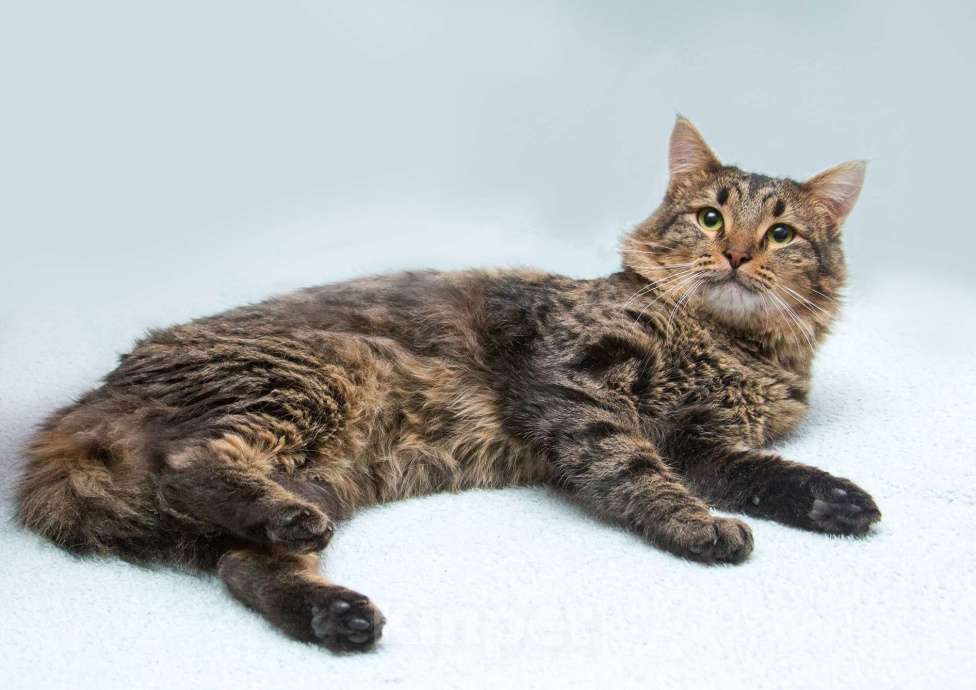 Кошки в Москве: Пушистый сибиряк Симба в добрые руки Мальчик, 1 руб. - фото 4