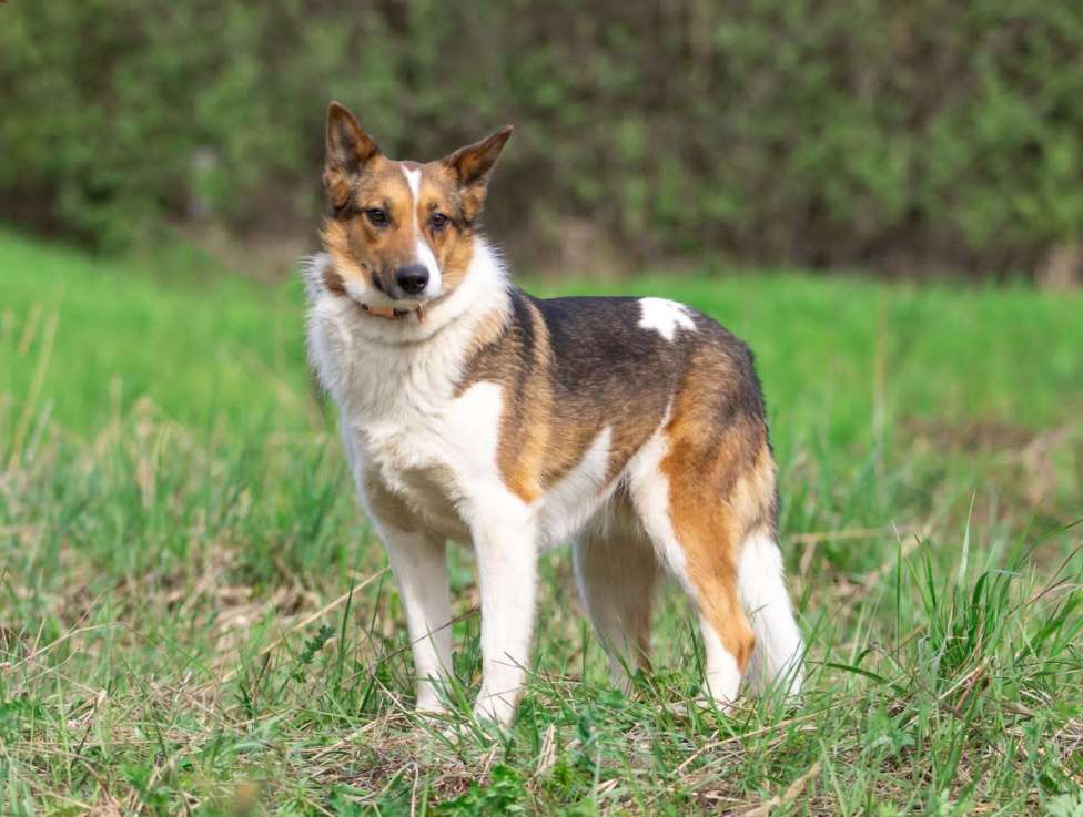 Собаки в Москве: Нежная и миниатюрная девочка Жужа ищет дом Девочка, 1 руб. - фото 3