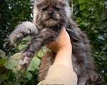 Кошки в Санкт-Петербурге: Котенок Мейн-куна мальчик черный дым Мальчик, 70 000 руб. - фото 2