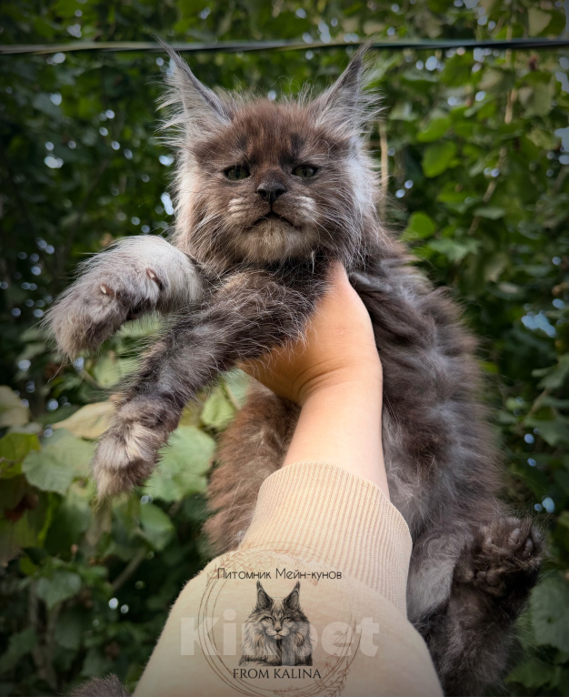 Кошки в Санкт-Петербурге: Котенок Мейн-куна мальчик черный дым Мальчик, 70 000 руб. - фото 2