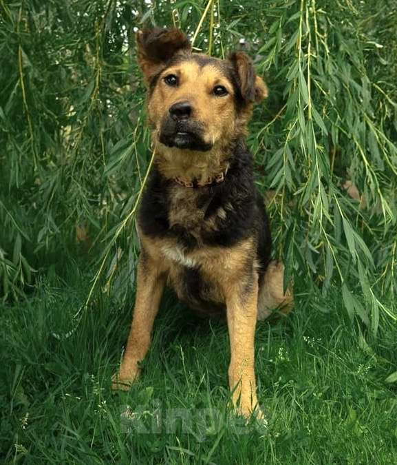 Собаки в Москве: Маргошу никто не замечает, подарите ей дом Девочка, Бесплатно - фото 2