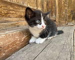 Кошки в Перми: Муся Девочка, 1 руб. - фото 1