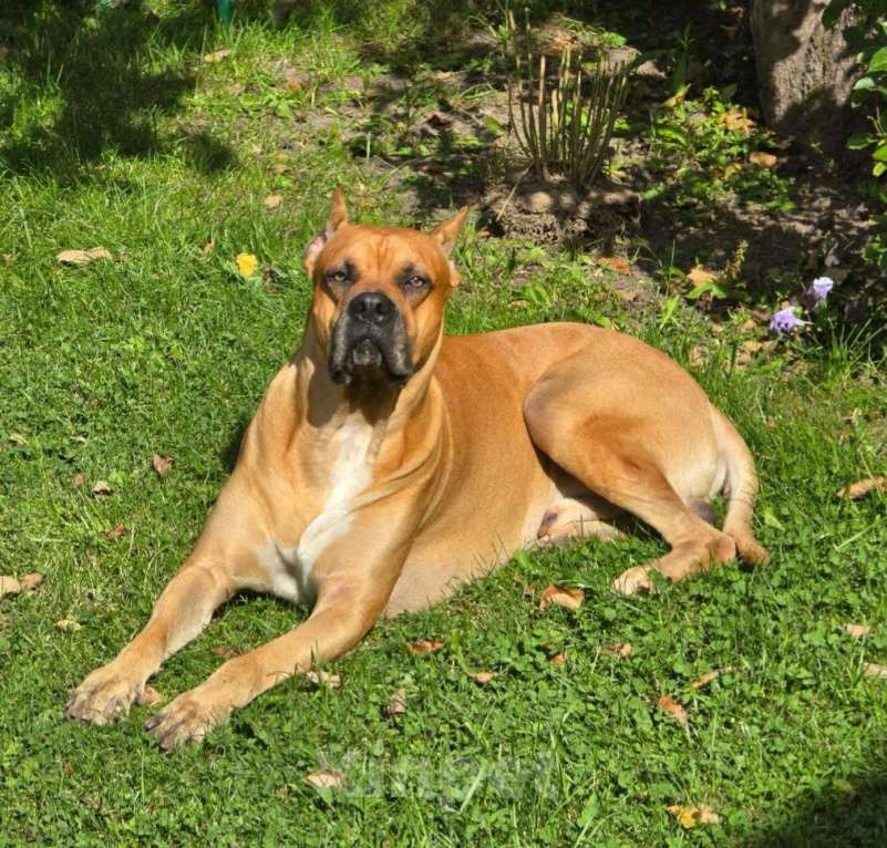 Собаки в Москве: Породистые и красивые щенки Алано Мальчик, Бесплатно - фото 2