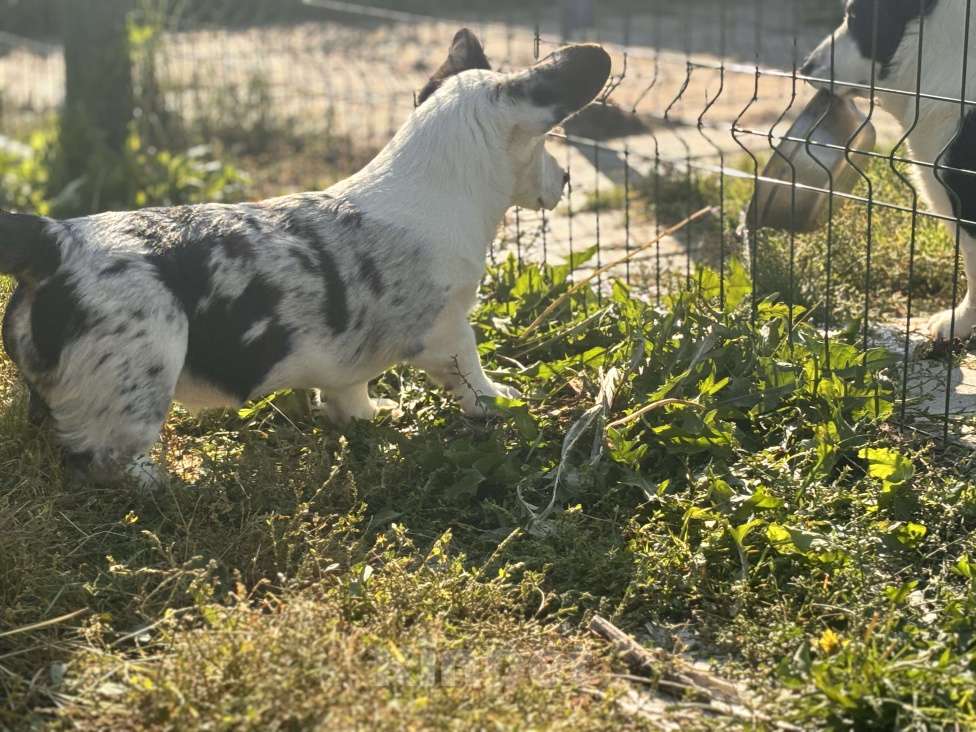 Собаки в Москве: Мерль корги  Мальчик, Бесплатно - фото 4
