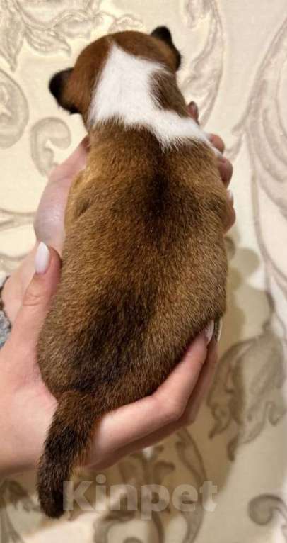 Собаки в Москве: Очаровательный мальчик Басенджи Мальчик, 90 000 руб. - фото 4