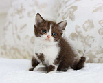Кошки в Владивостоке: Британский котенок красивого шоколадного окраса Девочка, 30 000 руб. - фото 1