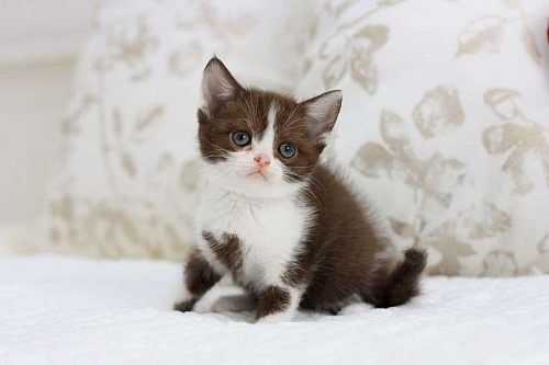 Объявление: Британский котенок красивого шоколадного окраса, 30 000 руб., Владивосток