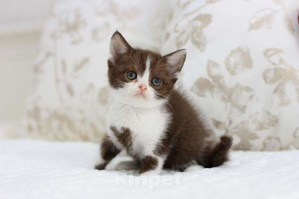 Кошки в Владивостоке: Британский котенок красивого шоколадного окраса Девочка, 30 000 руб. - фото 1