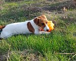 Собаки в Брянске: Вязка Джек Рассел Терьер  Мальчик, 40 000 руб. - фото 7