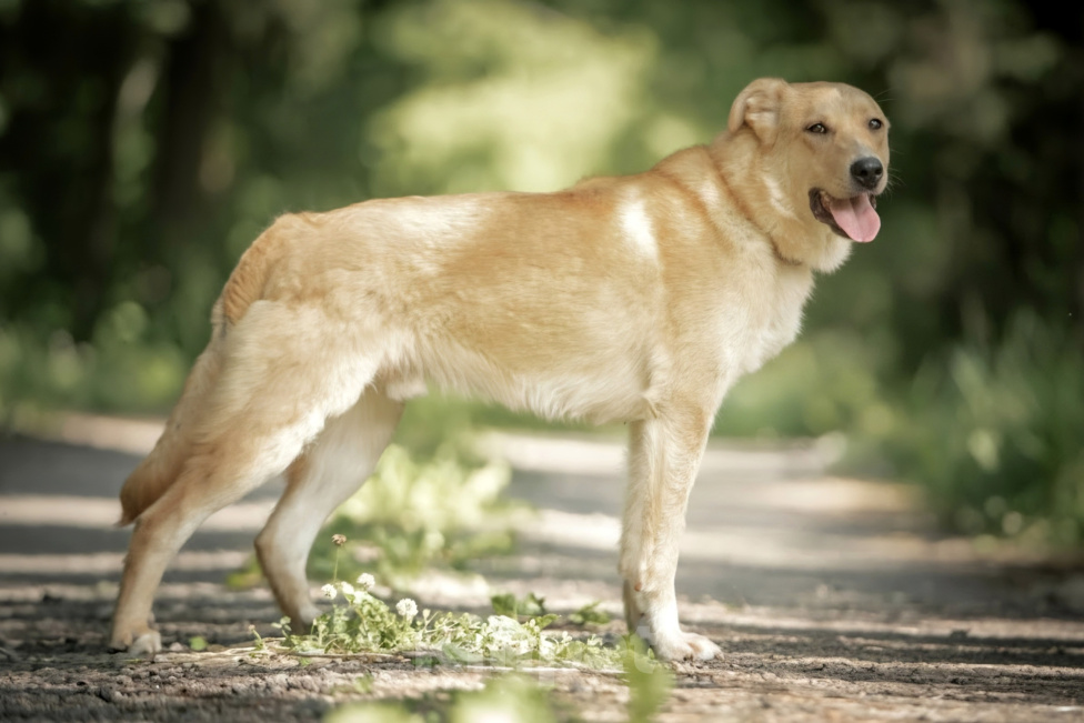 Собаки в Клине: Марли — верный и преданный друг, который готов вручить вам своё сердце и следовать за вами по пятам Мальчик, Бесплатно - фото 4