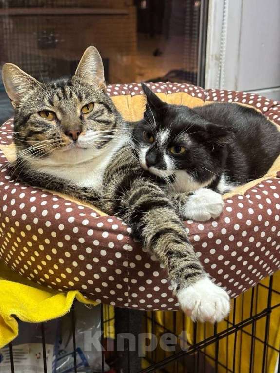 Кошки в Санкт-Петербурге: Кошка из приюта в добрые руки Девочка, Бесплатно - фото 2