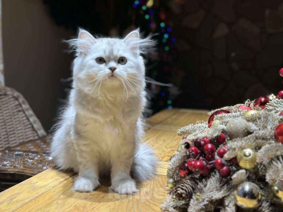 Кошки в Санкт-Петербурге: Скоттиш Хайленд страйт Девочка, 40 000 руб. - фото 4