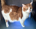 Кошки в Санкт-Петербурге: Яркий и ласковый кот Павлик Мальчик, Бесплатно - фото 3