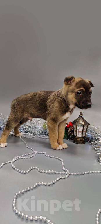 Собаки в других городах Московской области: Тоша Мальчик, Бесплатно - фото 2