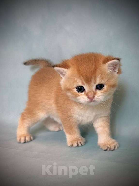 Кошки в Калуге: Британская золотая шиншилла Девочка, 45 000 руб. - фото 8