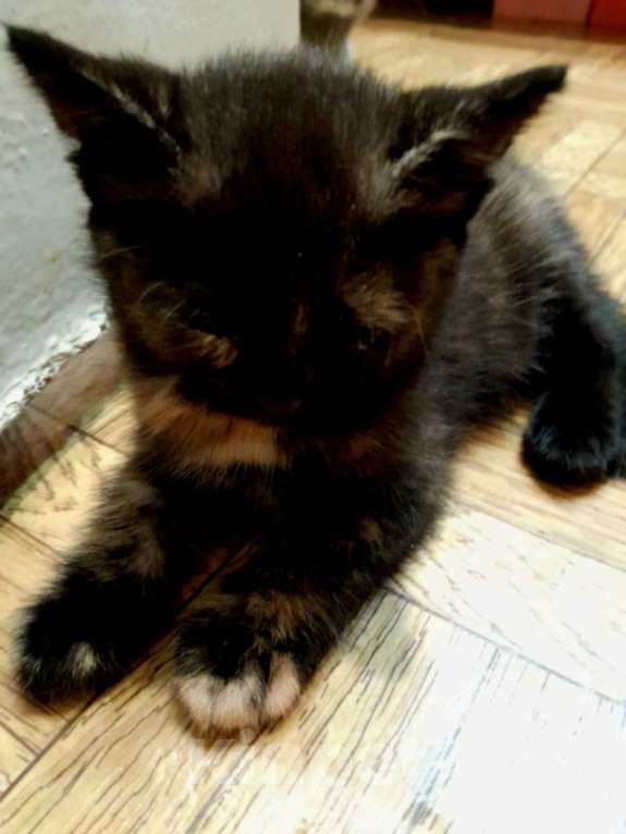 Кошки в других городах Нижегородской области: Кошечка Девочка, 1 руб. - фото 2