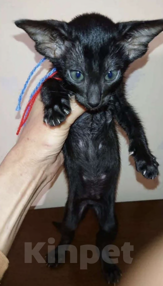 Кошки в других городах Воронежской области: Продажа ориентальных котят. Разнополые, 25 000 руб. - фото 4