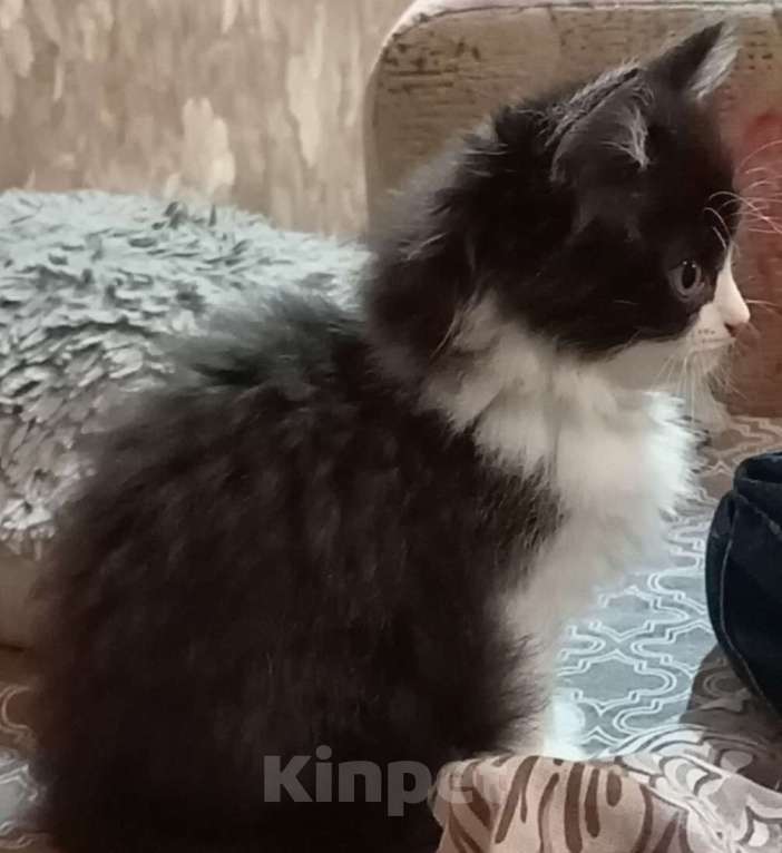Кошки в Хабаровске: Котята  Девочка, 300 руб. - фото 1