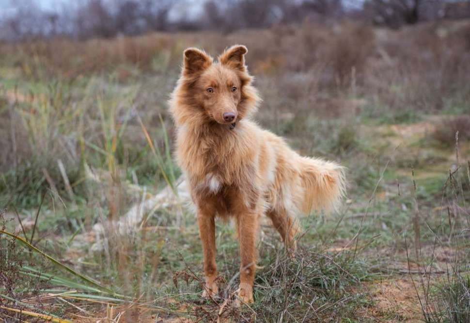 Собаки в Москве: Маленький, жизнерадостный лисёнок в поисках дома! Мальчик, Бесплатно - фото 7