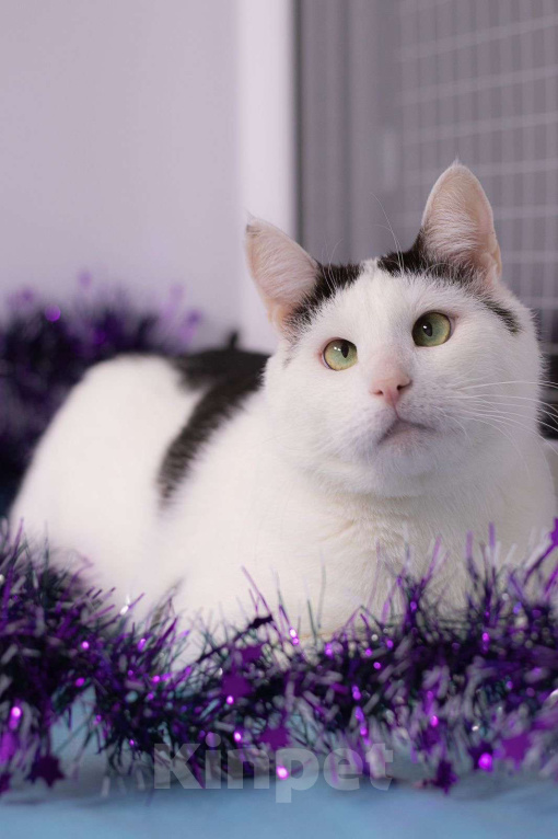 Кошки в Москве: Саввушка — будущая звезда интернета и вашей семьи! Мальчик, 888 руб. - фото 6