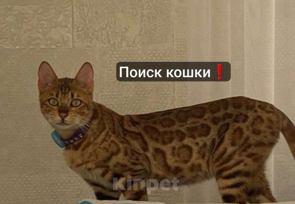 Кошки в Курганинске: Поиск Кошки ! Девочка, Бесплатно - фото 2