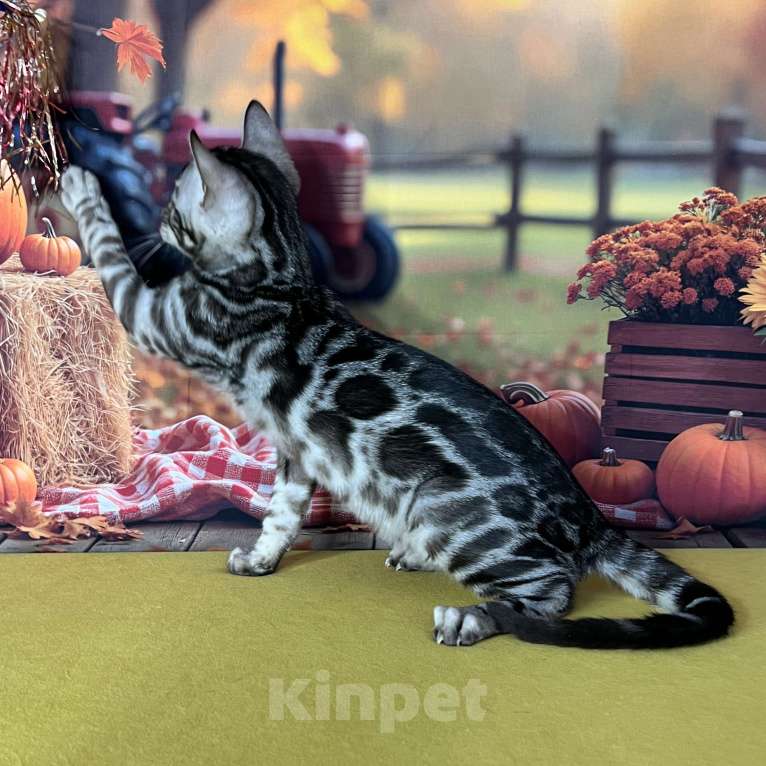 Кошки в Москве: Бенгальские котята серебро с родословной  Мальчик, Бесплатно - фото 5