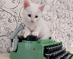 Кошки в Пятигорске: Отдадим в добрые руки четырёх котят.  Мальчик, 1 руб. - фото 2