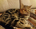 Кошки в Чебоксарах: Вязка британец, 500 руб. - фото 1