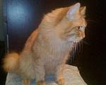 Кошки в Ливны: Котята Курильских Бобтейлов!!!, 1 000 руб. - фото 3