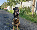 Собаки в Москве: Метис ротвейлера Шайгу в дар Мальчик, Бесплатно - фото 2