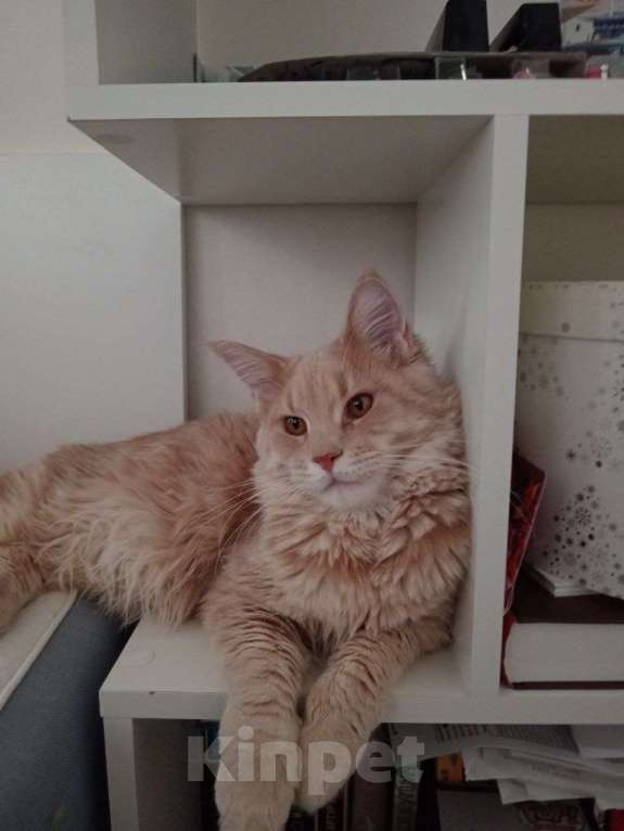 Кошки в Москве: Мейн-Кун "Камелия" Девочка, 45 000 руб. - фото 4