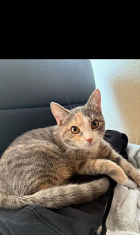 Кошка Василиса в добрые руки