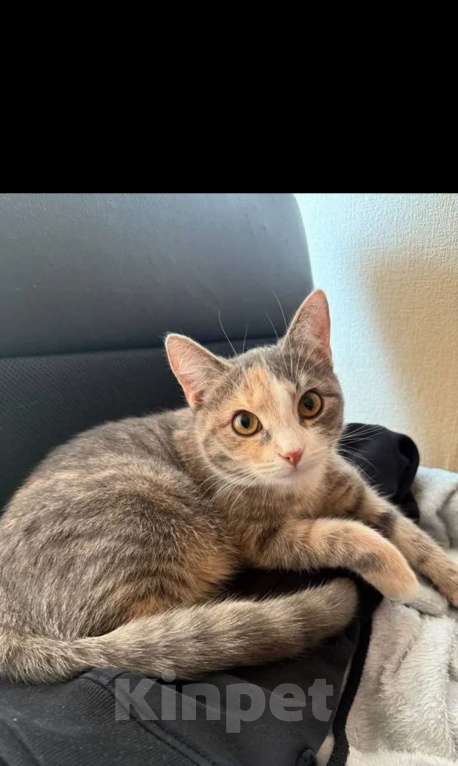 Кошки в других городах Московской области: Кошка Василиса в добрые руки Девочка, Бесплатно - фото 1