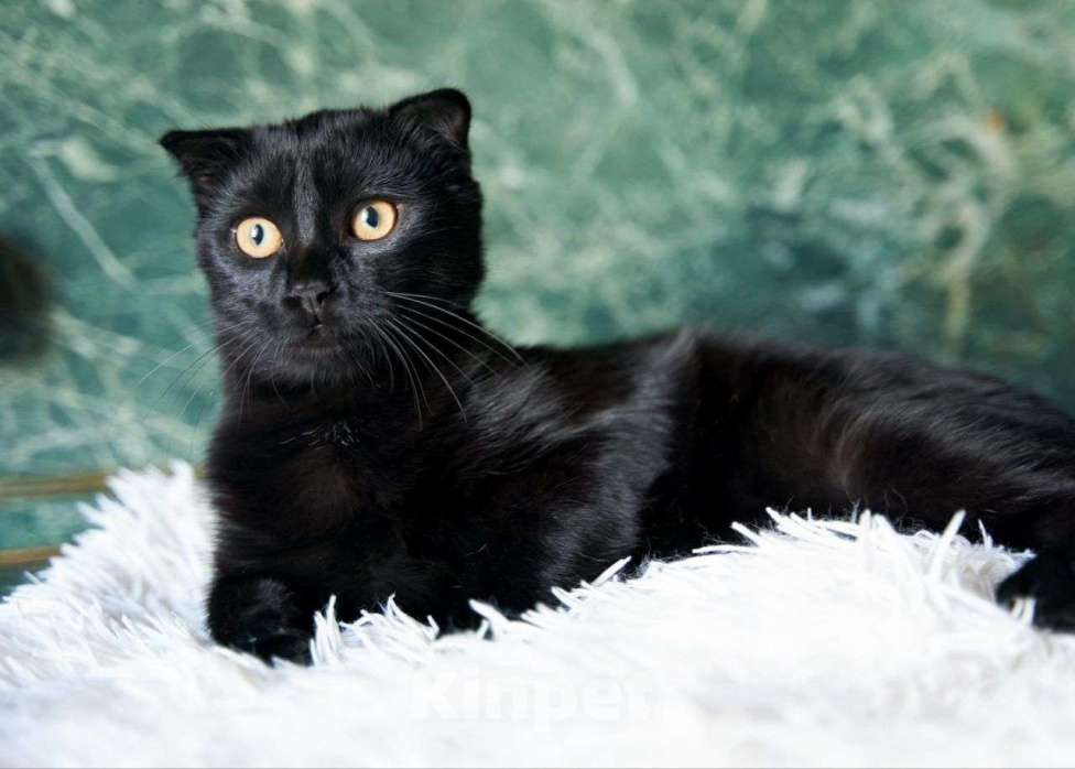Кошки в Москве: Черный вислоухий котенок ищет дом Мальчик, Бесплатно - фото 2