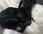 Собаки в Тюмени: Продам мини-таксу Девочка, 10 000 руб. - фото 1