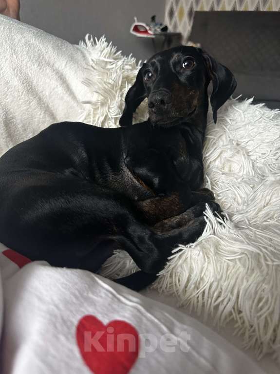 Собаки в Тюмени: Продам мини-таксу Девочка, 10 000 руб. - фото 1