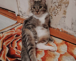 Кошки в Ангарске: Потерялась кошка Девочка, Бесплатно - фото 6