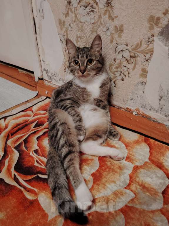 Кошки в Ангарске: Потерялась кошка Девочка, Бесплатно - фото 6