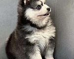 Собаки в Санкт-Петербурге: Шикарный мальчик помски  Мальчик, Бесплатно - фото 5