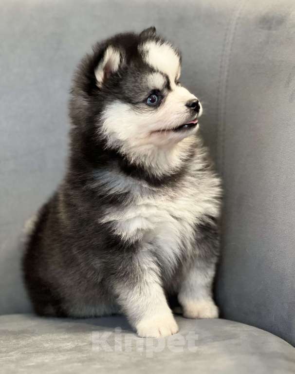 Собаки в Санкт-Петербурге: Шикарный мальчик помски  Мальчик, Бесплатно - фото 5