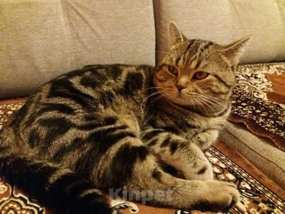 Кошки в Чебоксарах: Вязка британец, 500 руб. - фото 1